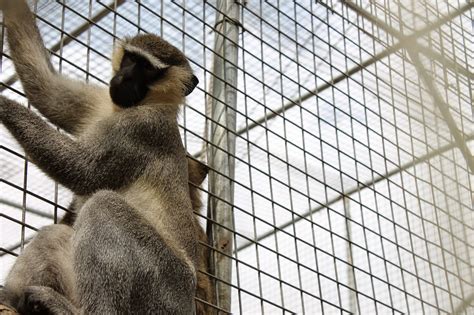 Facts About The Beautiful Vervet Monkey Found At Our Wild Life Park ...