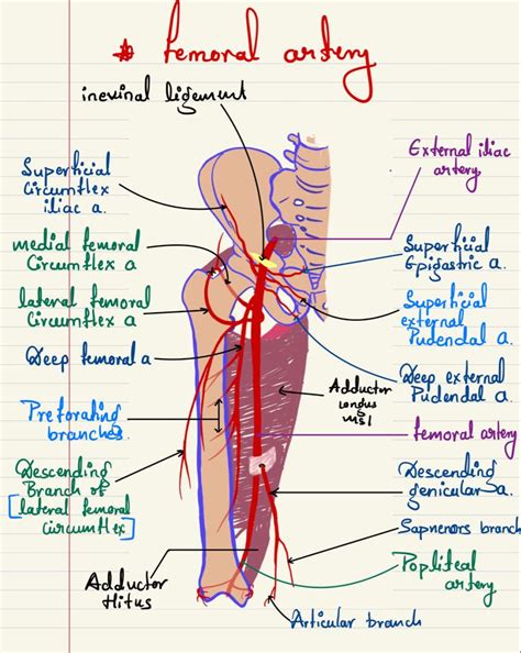 Femoral artery | Medical school stuff, Basic anatomy and physiology ...