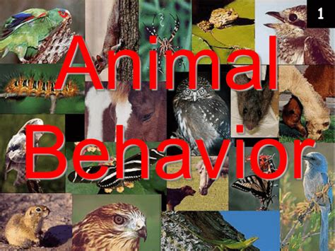 Animal Behavior