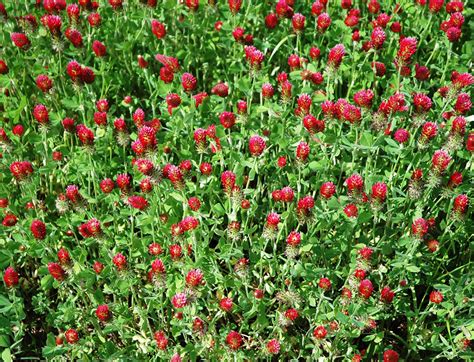 Crimson Clover - WeedAlert