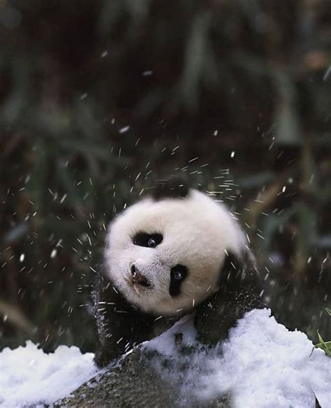 10 Adorable Animals Playing In The Snow For The First Time