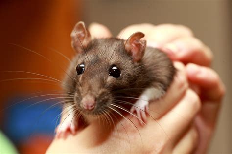 Fancy Rats - Finding And Caring For This Wonderful Critter