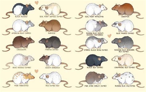 Pet Rat Colors, Coat Types & Markings: Different Varieties