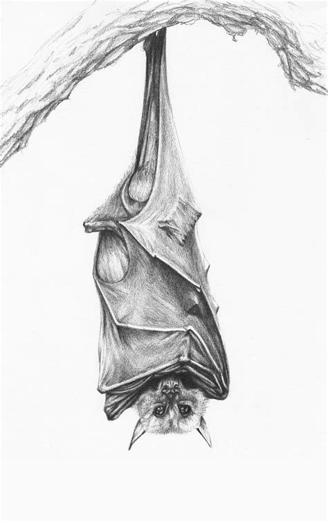 Bat pencil drawing on Behance