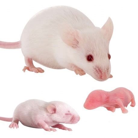 Pinkie Mice (1-2g) Pack of 100