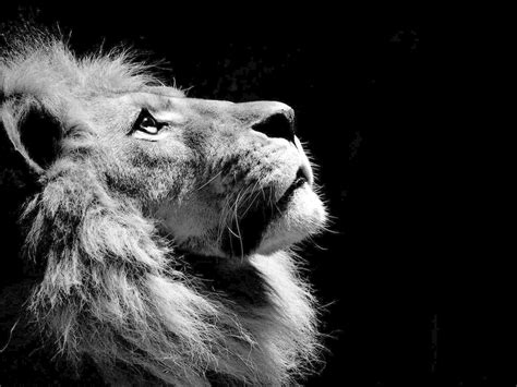 Black Lion Wallpapers - Wallpaper Cave