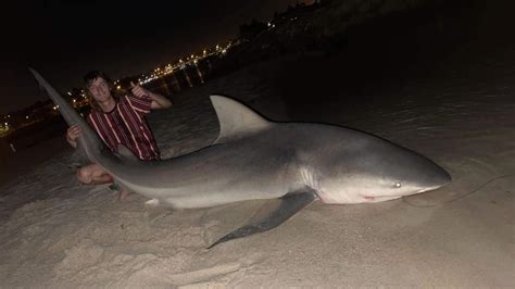 Swan River shark, Stella Barry: Fisherman catches massive bull shark ...