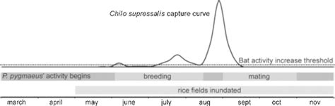 Idealised timing of the activity cycle of the striped rice borer moth ...