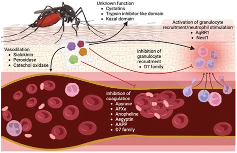 Is Your Baby Allergic To Mosquito Bites How To Identify