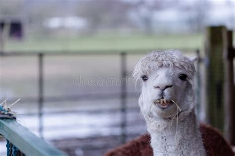 Funny lama stock image. Image of smiling, style, concentration - 78357737