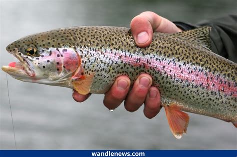 Brown Trout vs Rainbow Trout - What's the Difference?