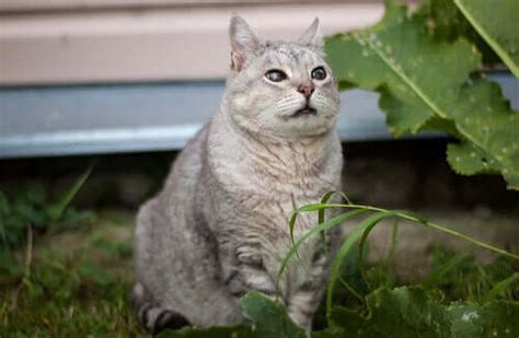 Senior Cat Diseases: What You Need to Know - My Animals