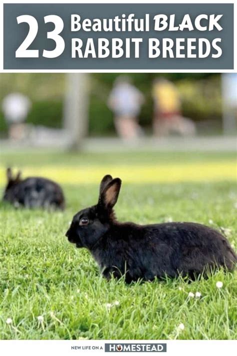 23 Beautiful Black Rabbit Breeds • New Life On A Homestead