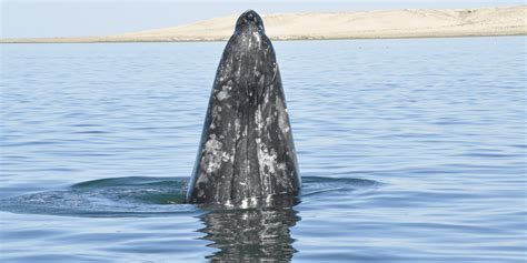 Gray Whale Facts and Figures - Gray Whale Breeding and Migration