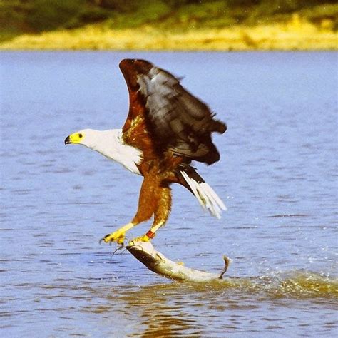 World Bird Sanctuary: Eagles of the World: The African Fish Eagle