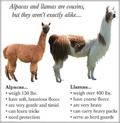 Alpaca vs llama - Difference between alpaca and llama