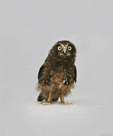 an owl with green eyes is sitting on the white floor and looking at the ...