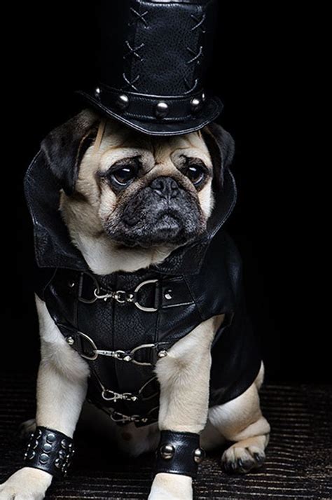 1000+ images about Pugs in Costume on Pinterest