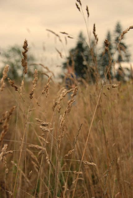 Tall Grass Field Wallpaper