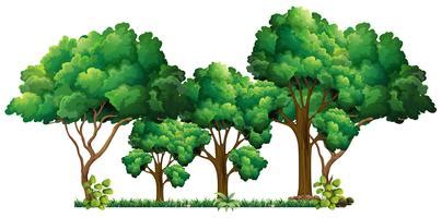 Jungle Trees Vector Art, Icons, and Graphics for Free Download