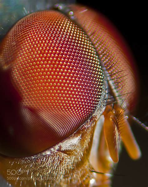 Photograph fly eye close-up by 'Oscar Blanco on 500px