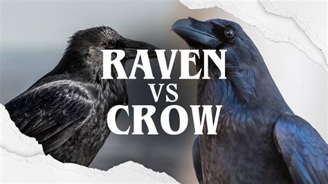 Raven