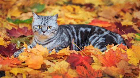 leaves, Fall, Animals, Cat Wallpapers HD / Desktop and Mobile Backgrounds