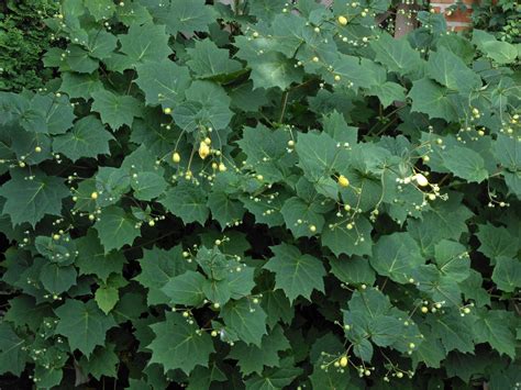 Kirengeshoma palmata - Yellow Wax Bells