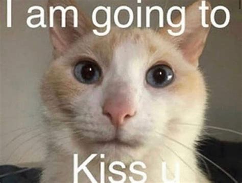 #cute #cats #humorous #catmemes #kitty #kittymemes #memes #haha ...