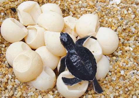 Rare White Sea Turtle Spotted on South Carolina Beach