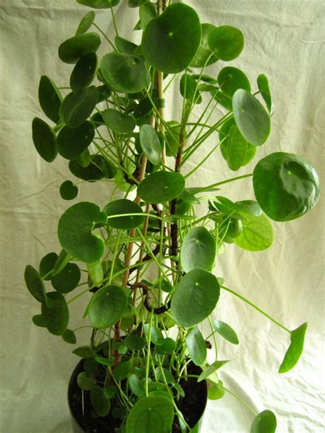 Plant Profile: Chinese Money Plant (Pilea peperomioides) | Chinese ...