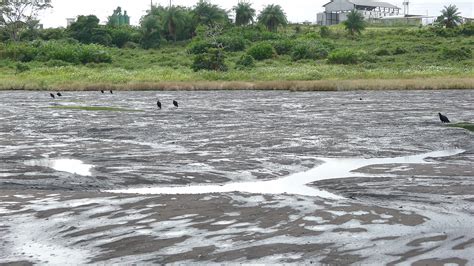 Pitch Lake is a Natural Asphalt Lake - Lake Scientist