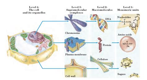 Functions of biomolecules | Medicina