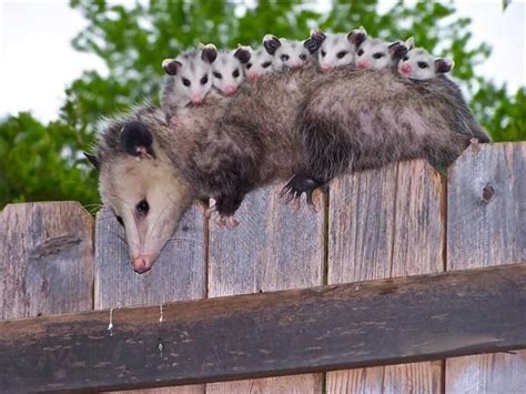 Pin on Opossum! - Possum