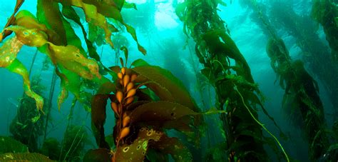 Kelp Forests