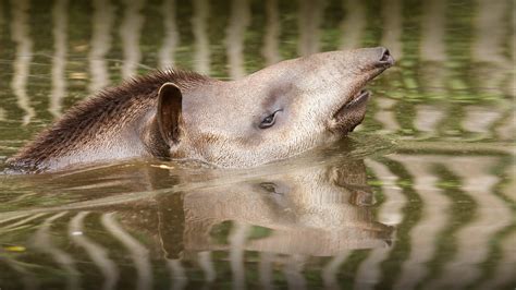 Tapir | San Diego Zoo Animals & Plants