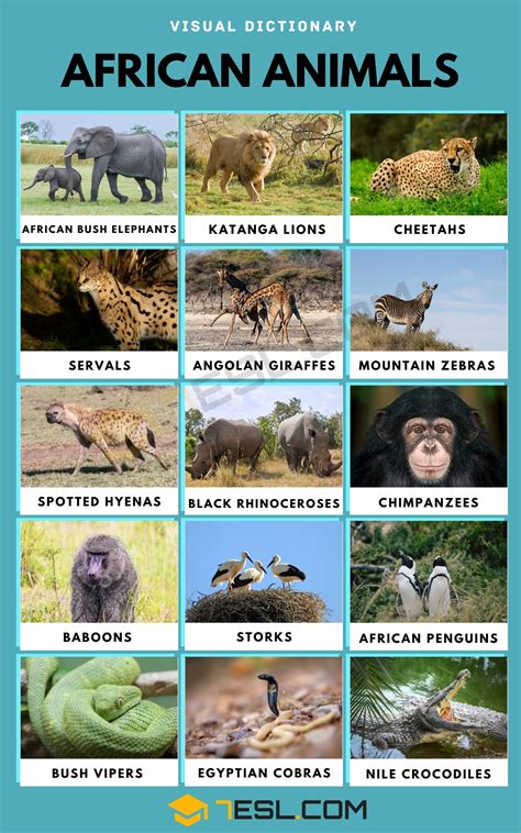 African Animals Names with Pictures • 7ESL