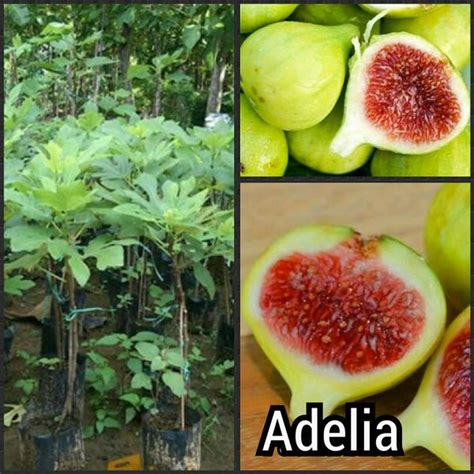 Jual Bibit Buah tin/ara hijau di Lapak ADELIA NURSERY | Bukalapak