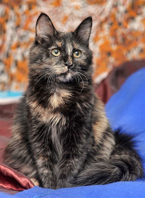 Calico Tortoiseshell Cat Breeds - Pets Lovers