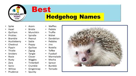 Best Hedgehog Names (Cute, Funny & Popular) - Vocabulary Point