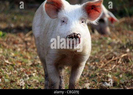 Pig with nose ring Stock Photo - Alamy