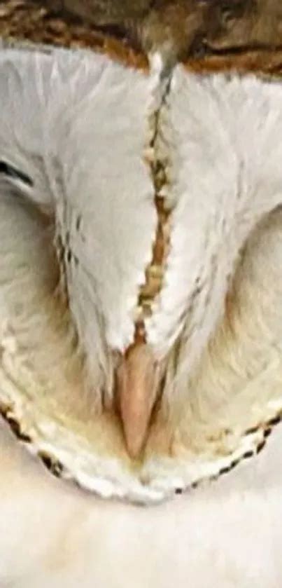 Barn Owl Close-Up Wallpaper - free download