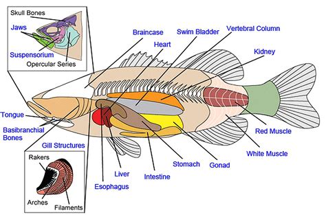 Internal Anatomy Of A Fish