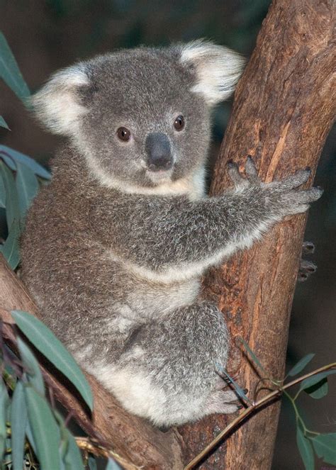 Baby Koala Debuts at the L.A. ZOO – PetLvr Archives