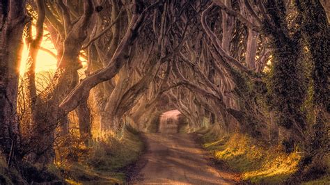 Ireland Forest Desktop Wallpapers - Top Free Ireland Forest Desktop ...