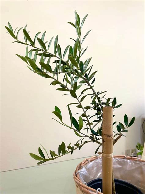 How to Care for Your Olive Tree - Paisley Plants