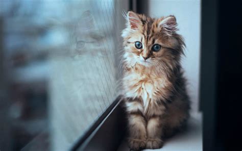 🔥 [96+] Cute Kittens HD Wallpapers | WallpaperSafari