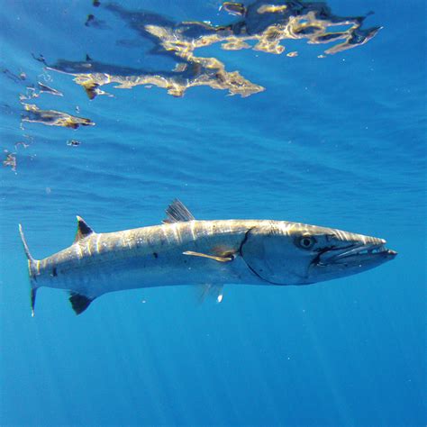 Barracuda Fish | North Shore Shark Adventures