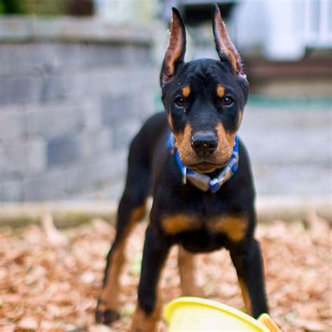 Doberman Puppies: 10 of the Cutest Photos – Dogster