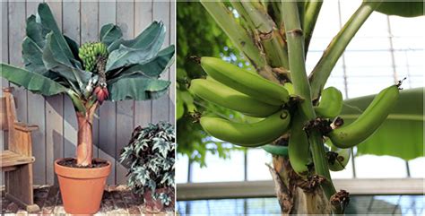 Banana Plant Indoor With A Dwarf Banana Tree - The Plant Guide